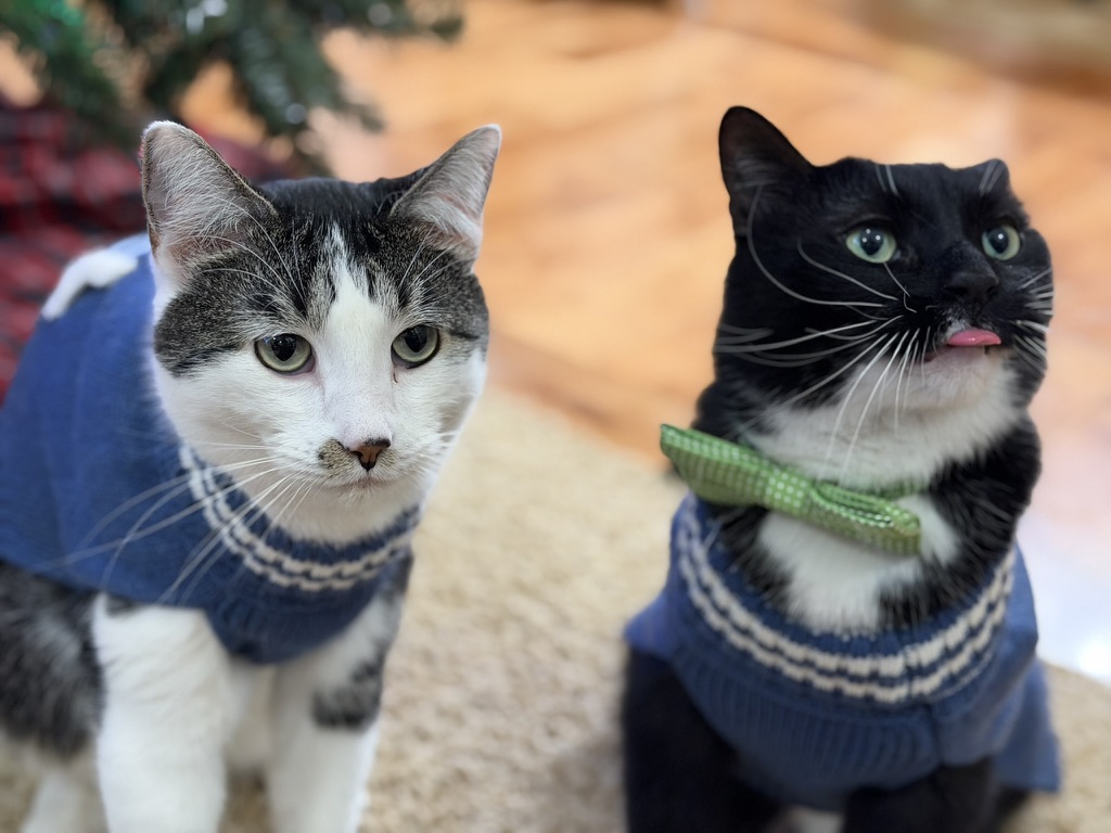 Orion and Apollo, my two cats